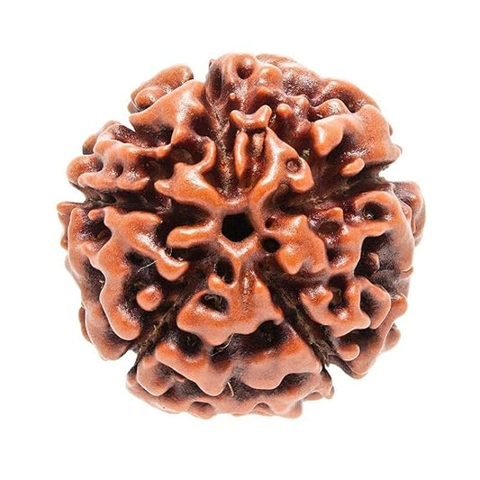 Panchmukhi Rudraksha online India with unique textured surface for spiritual and meditation use